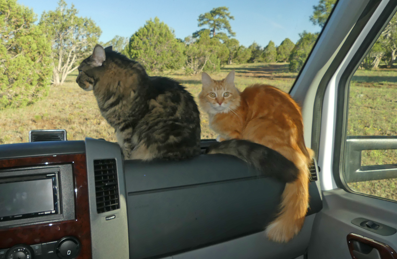 cats looking out the window