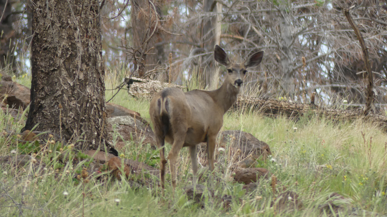 mule deer