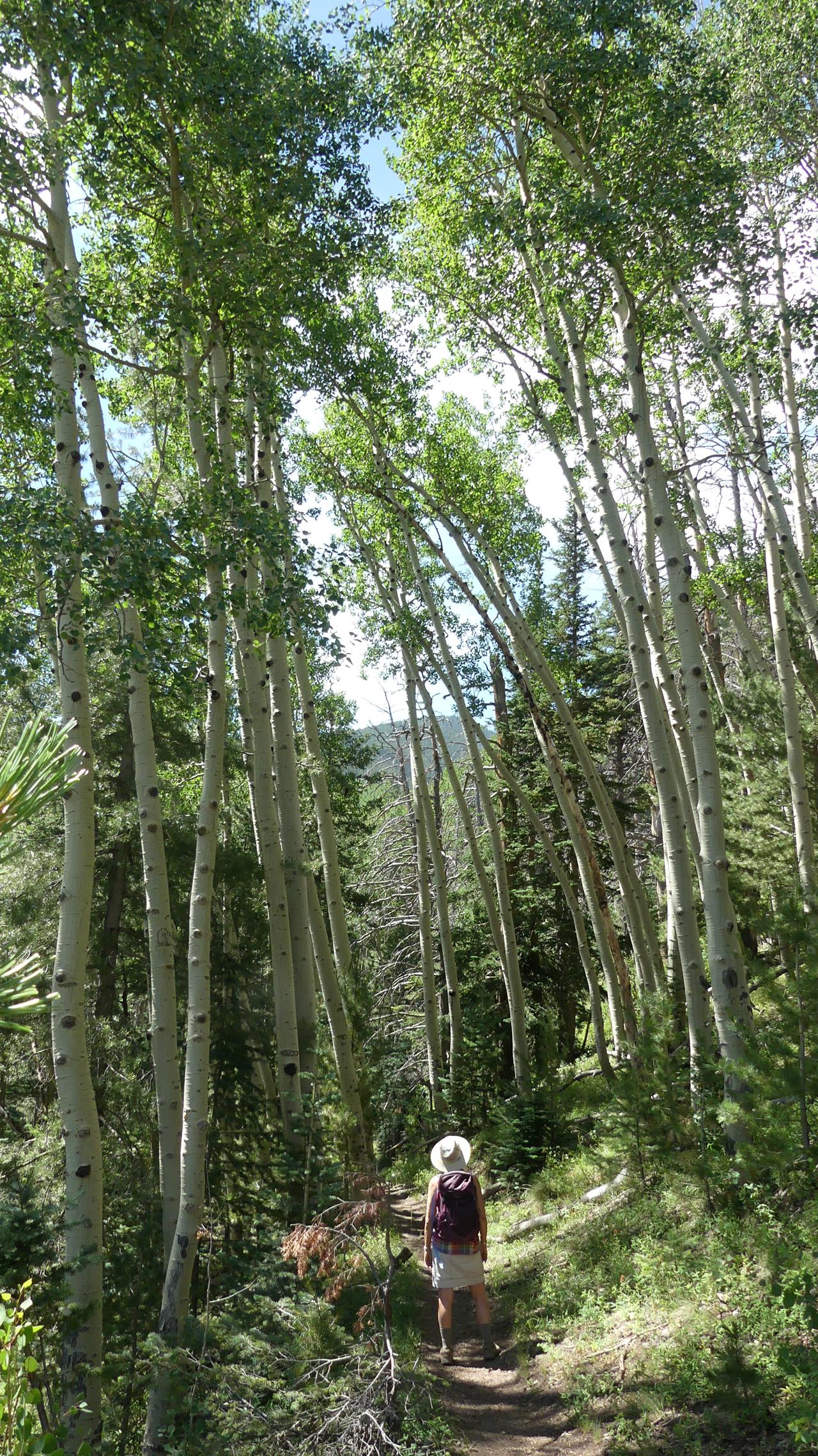 towering aspens