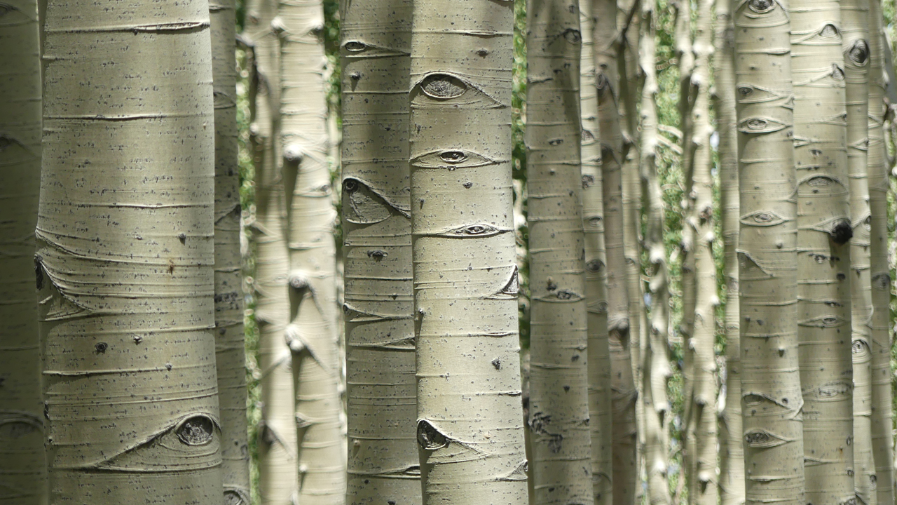 the aspen have eyes