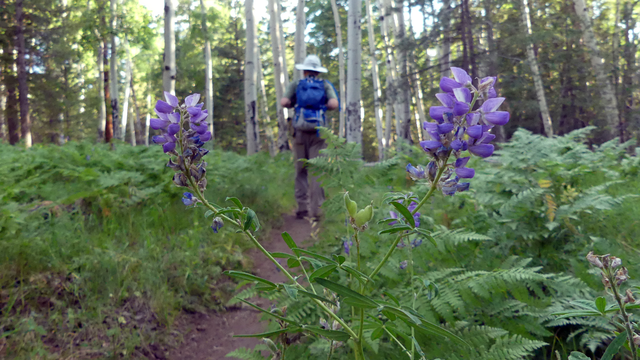 Silvery Lupine