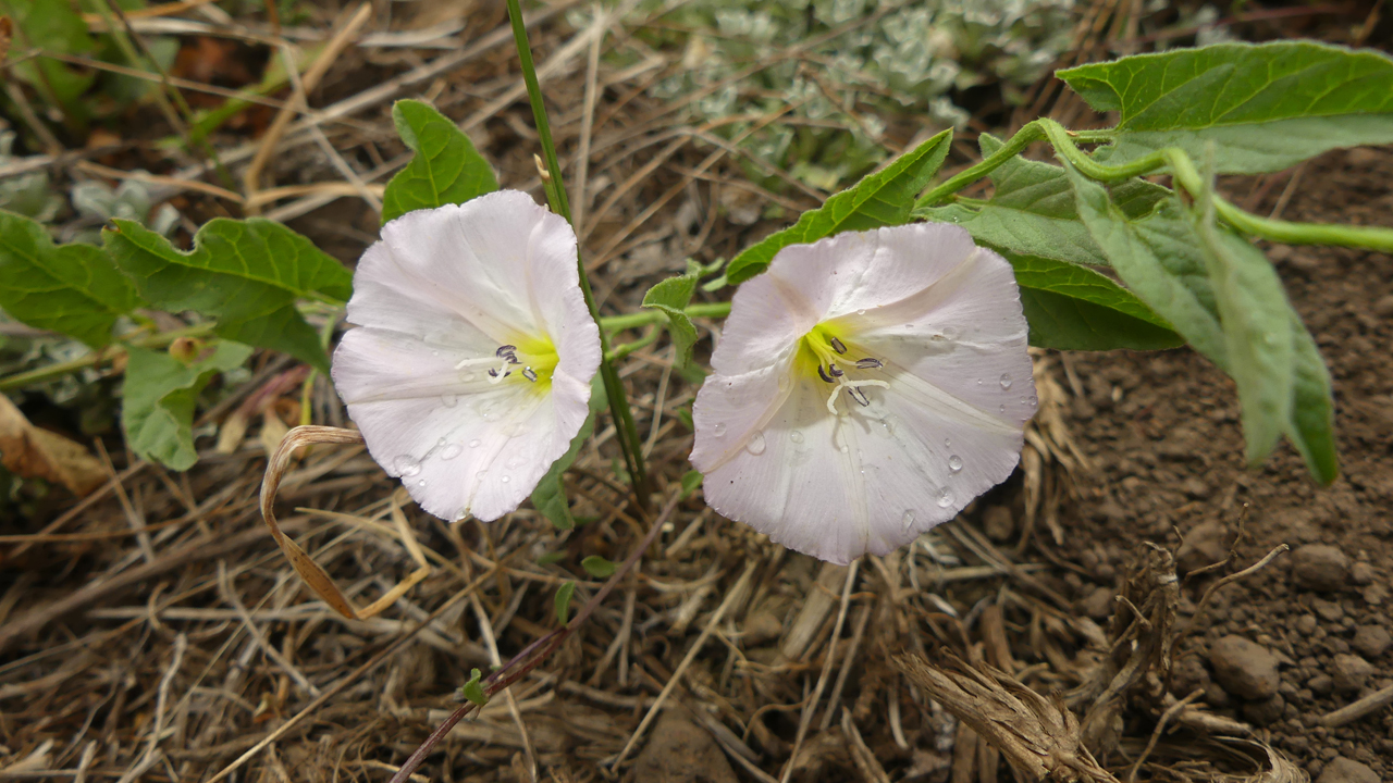 Field Bindweed