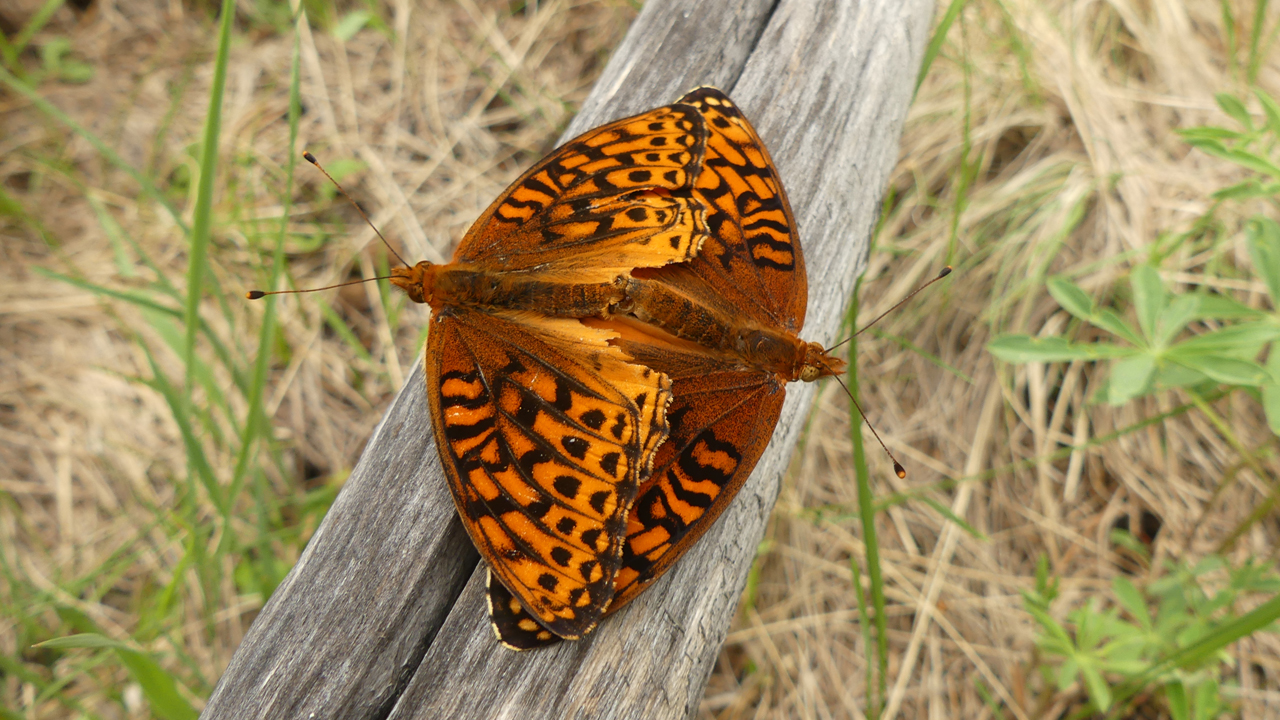 Northwestern Fritillary