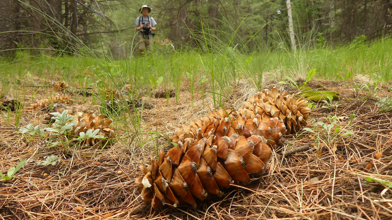 field of pine cones