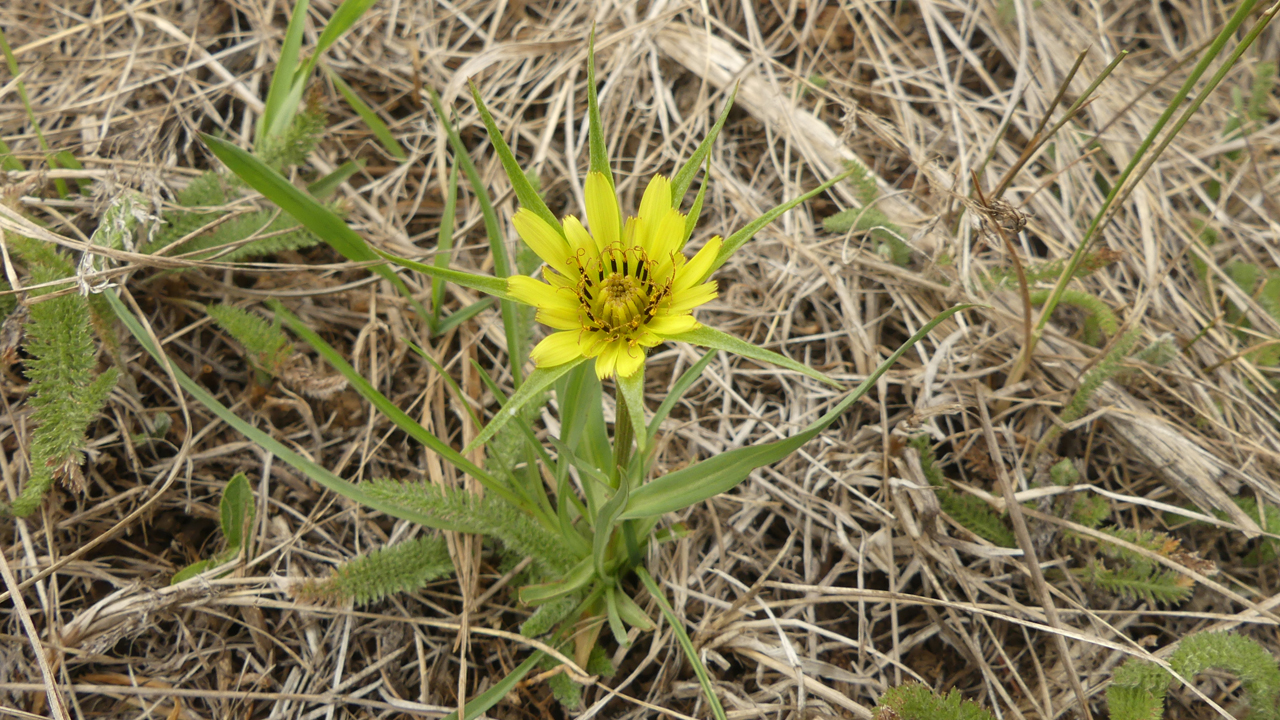 Yellow Salsify