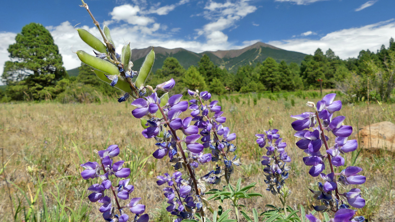 Silvery Lupine