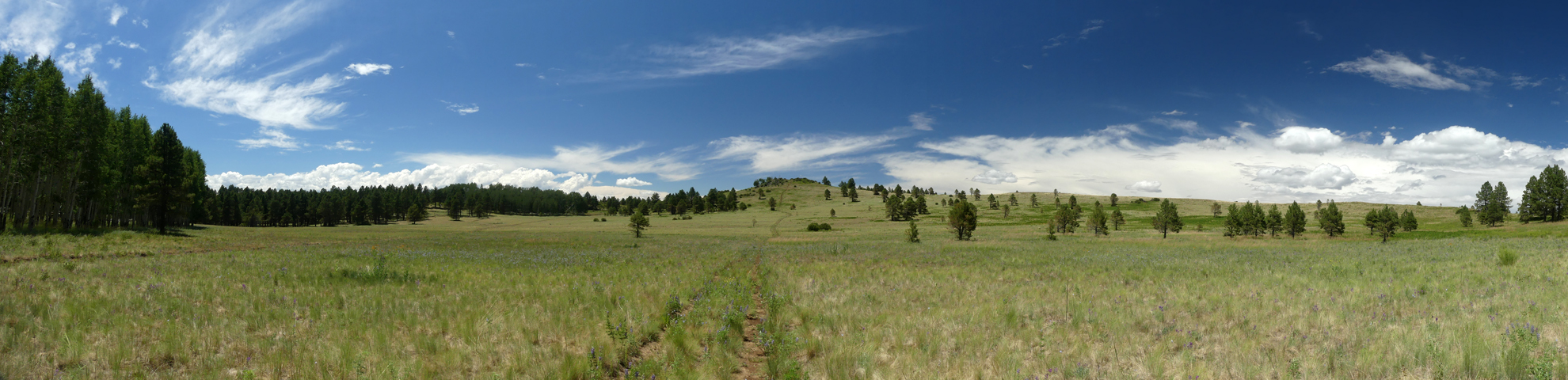 Hart Prairie panorama