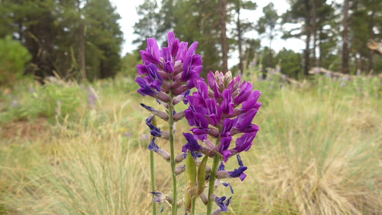 Stemless Point-Vetch