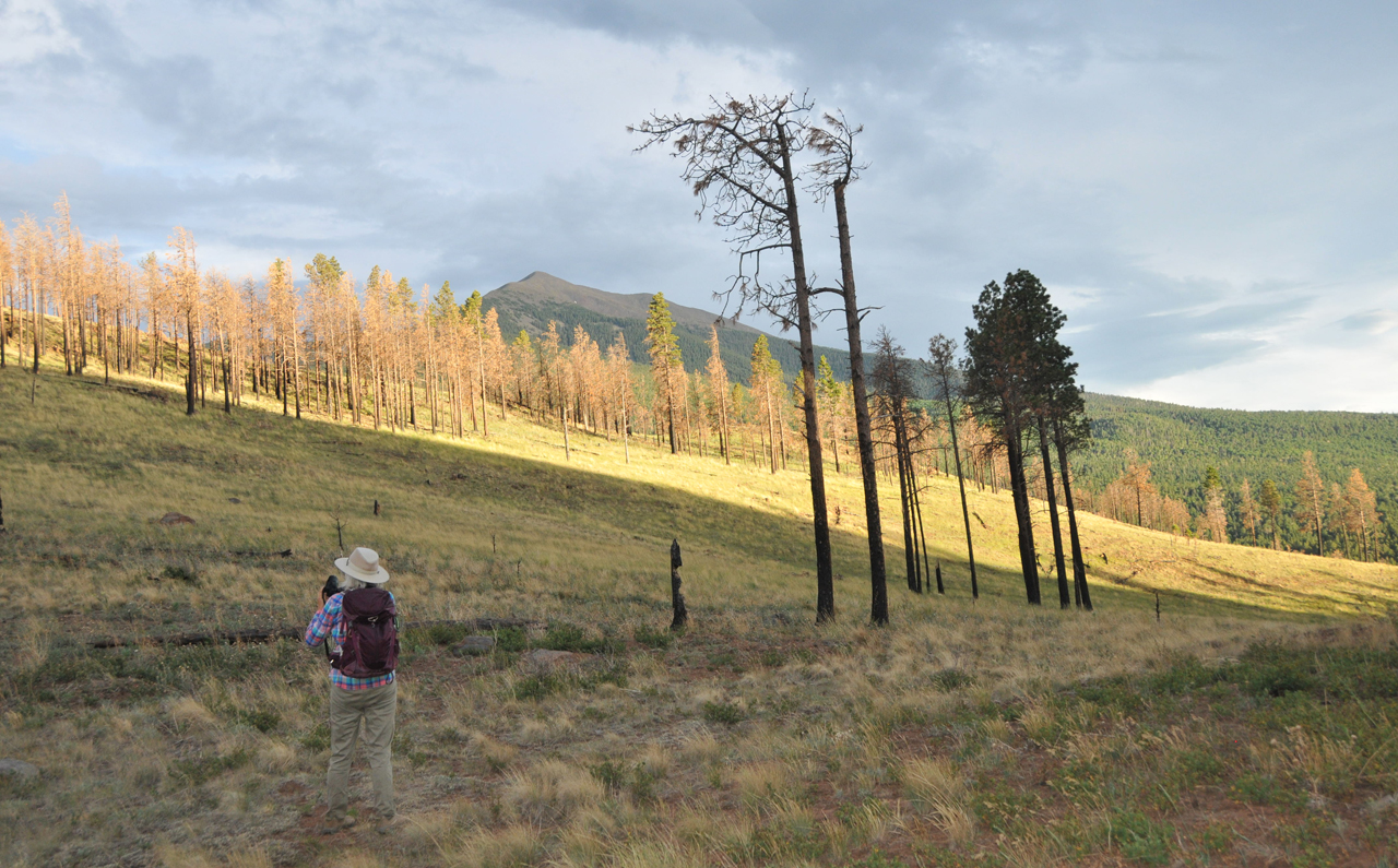 charred pines in the sunset