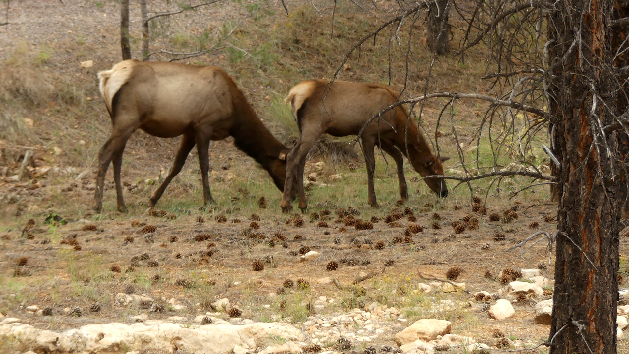elk at the Grand Canyon