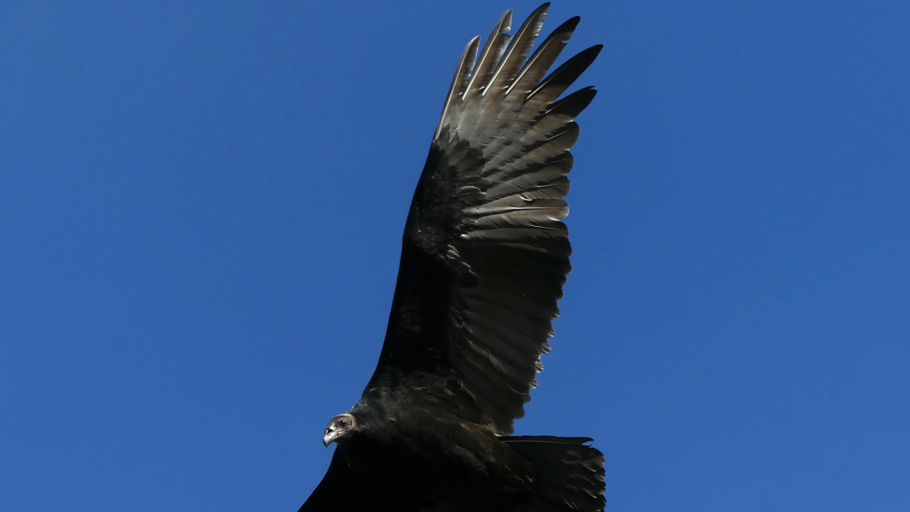 turkey vulture