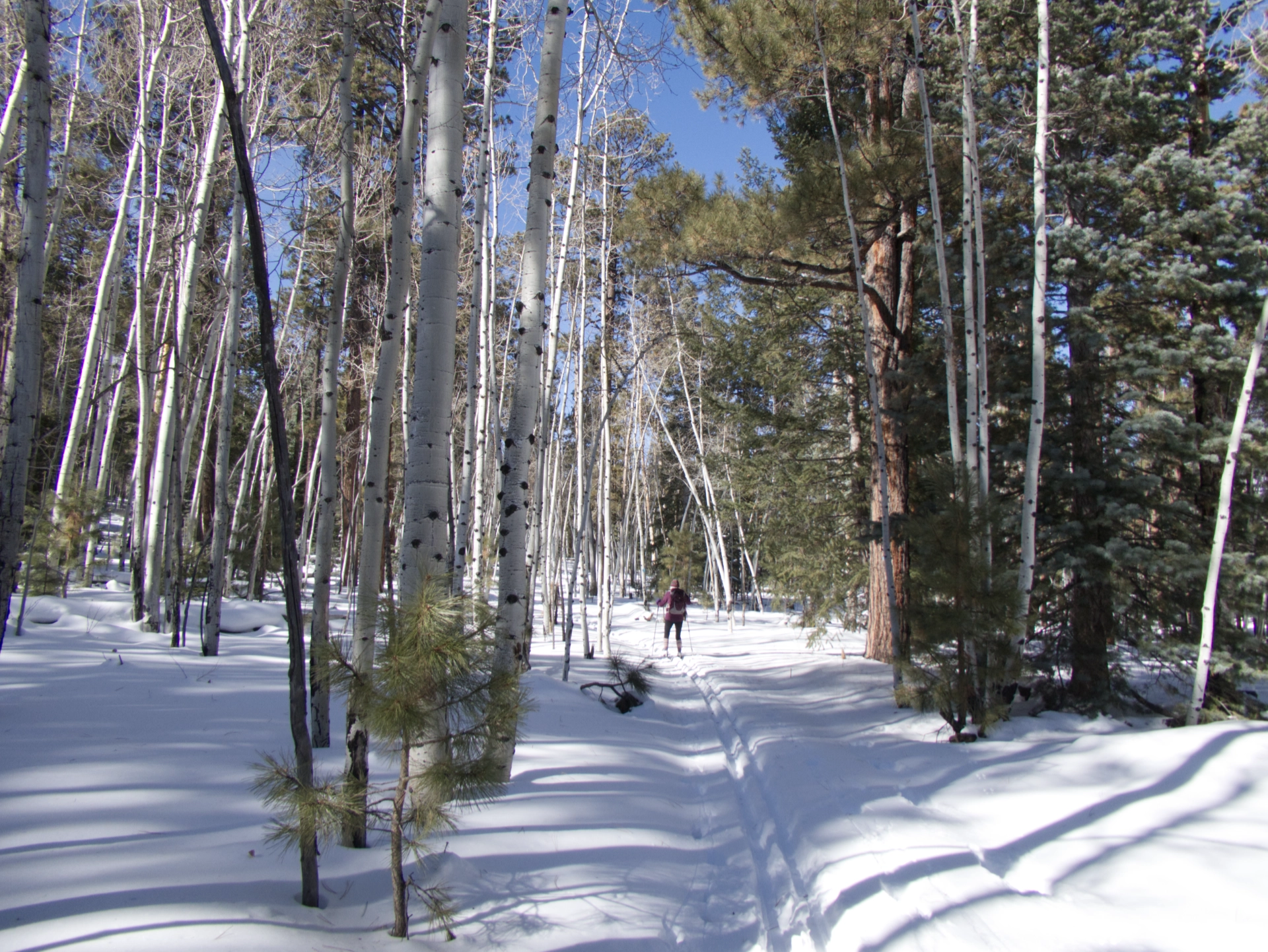 skiing in the aspen forest
