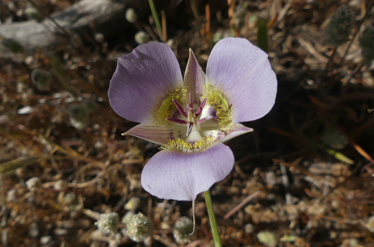 mariposa lily