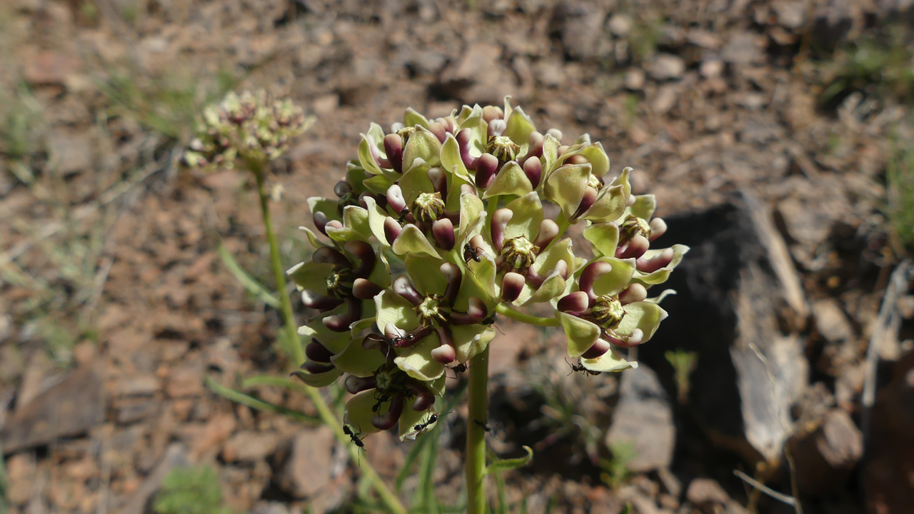 spider milkweed