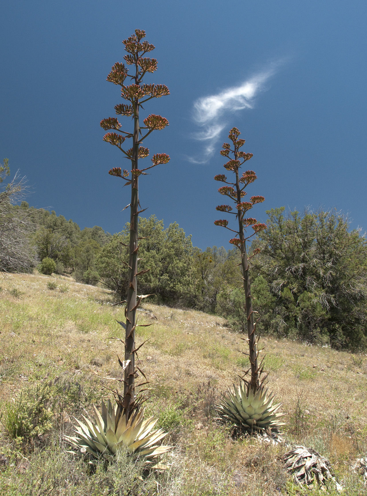 century plants