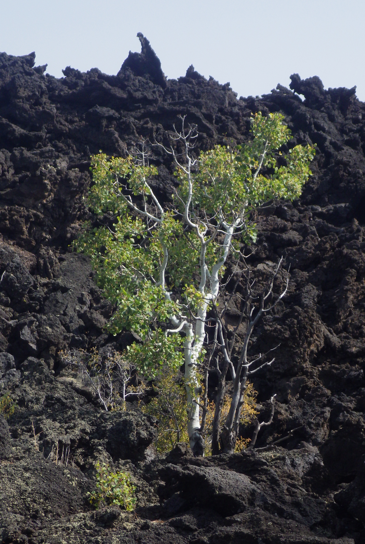 aspens and lava