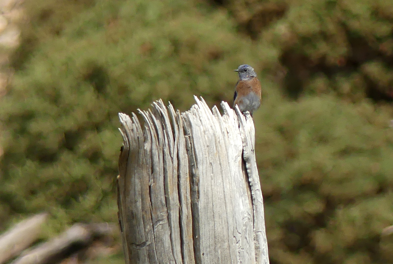 Female Western Bluebird