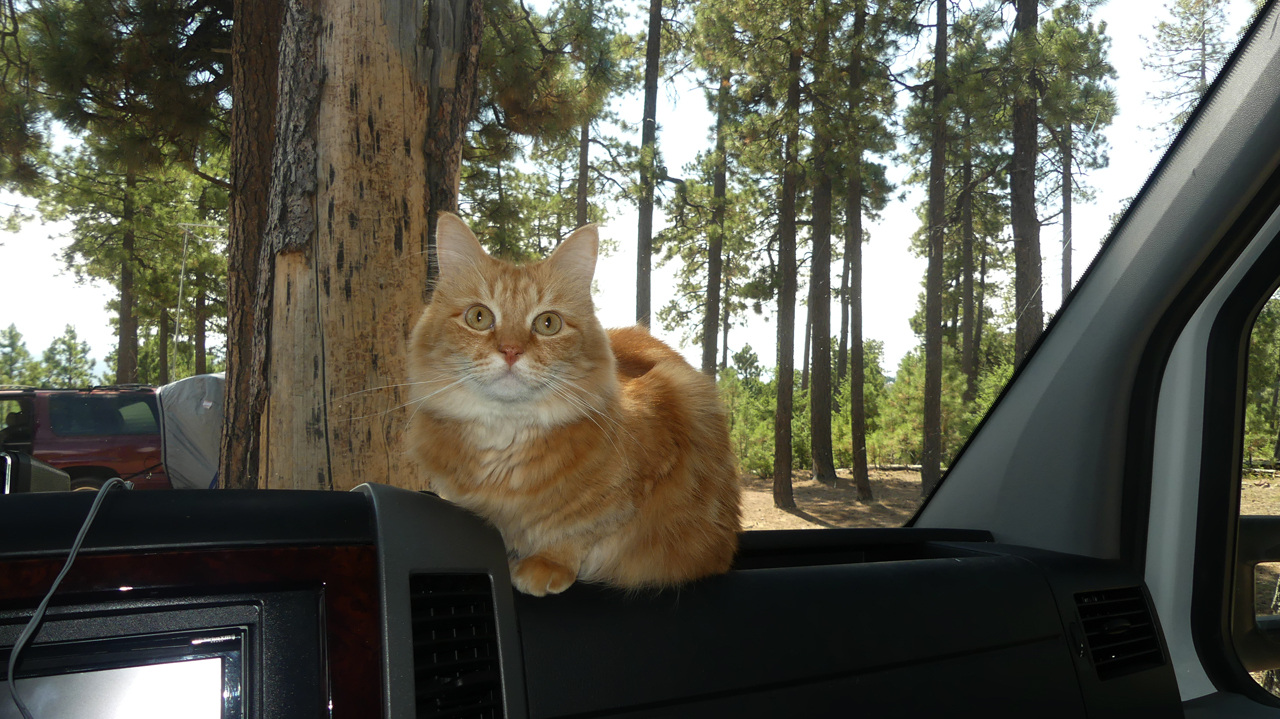 cat on the dash