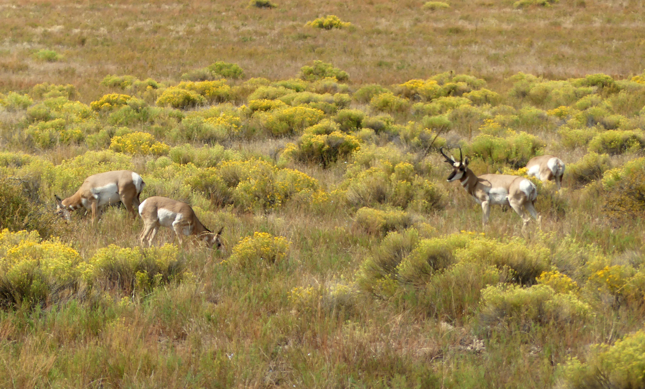 pronghorn antelope