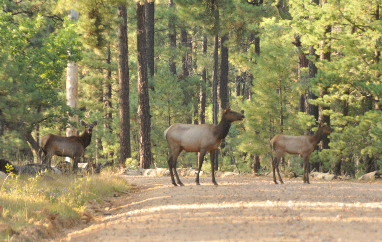 family of elk