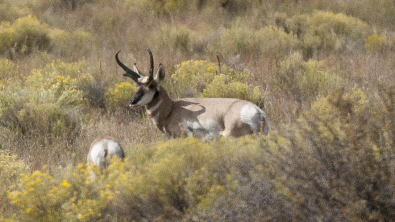 close-up of pronghorn antelope