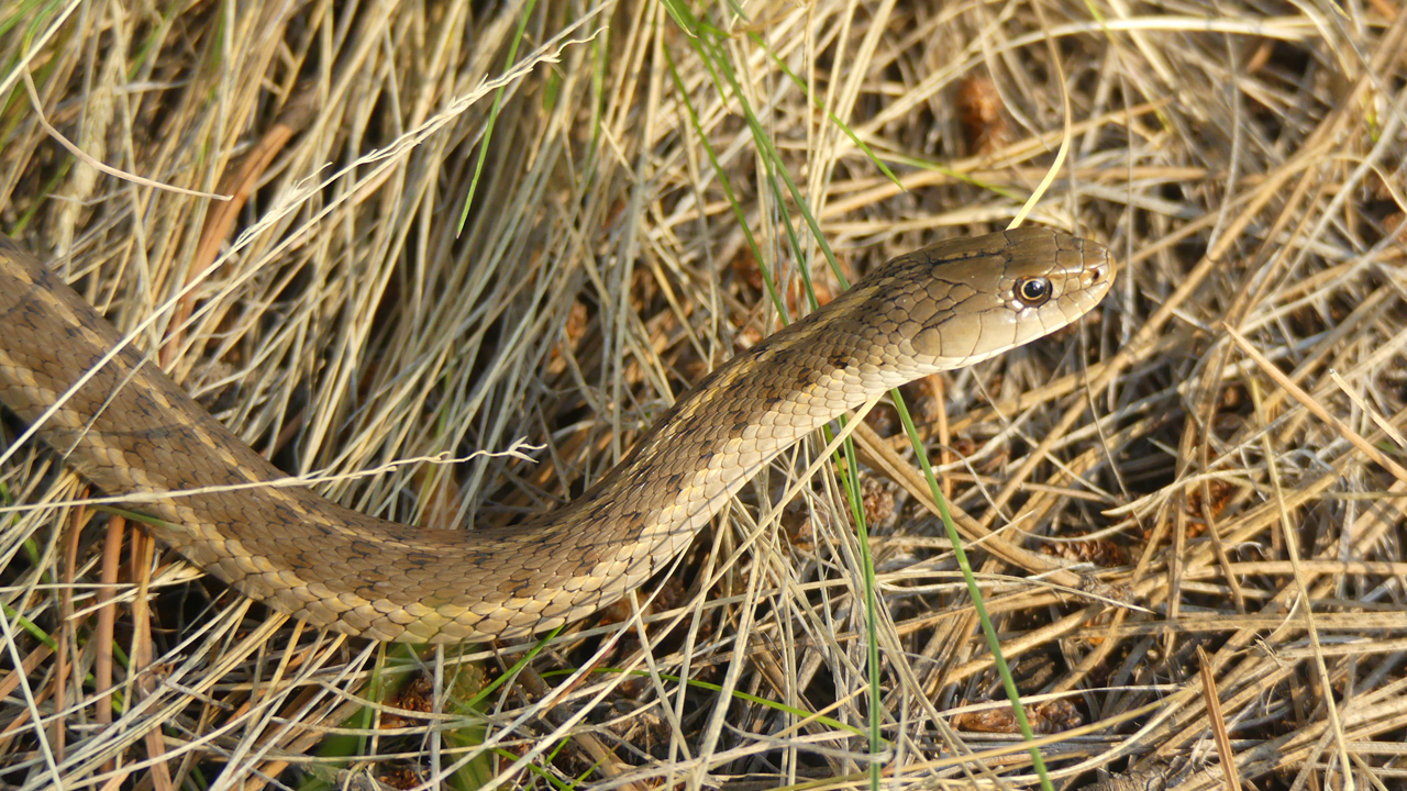 Western Terrestrial Garter Snake