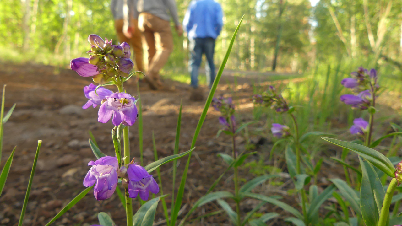 Rocky Mountain Penstemon