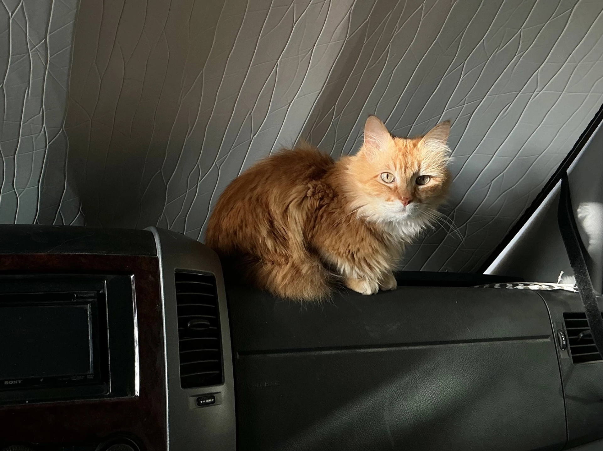 dash cat