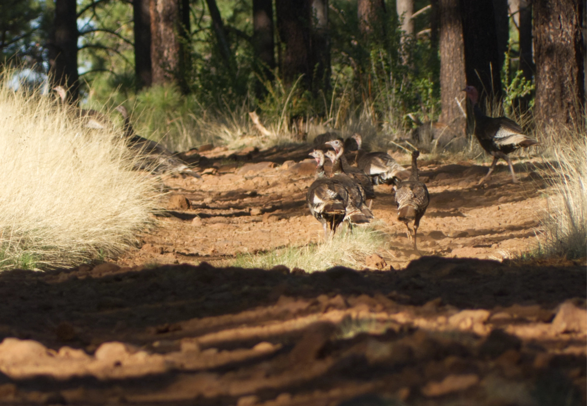 wild turkeys