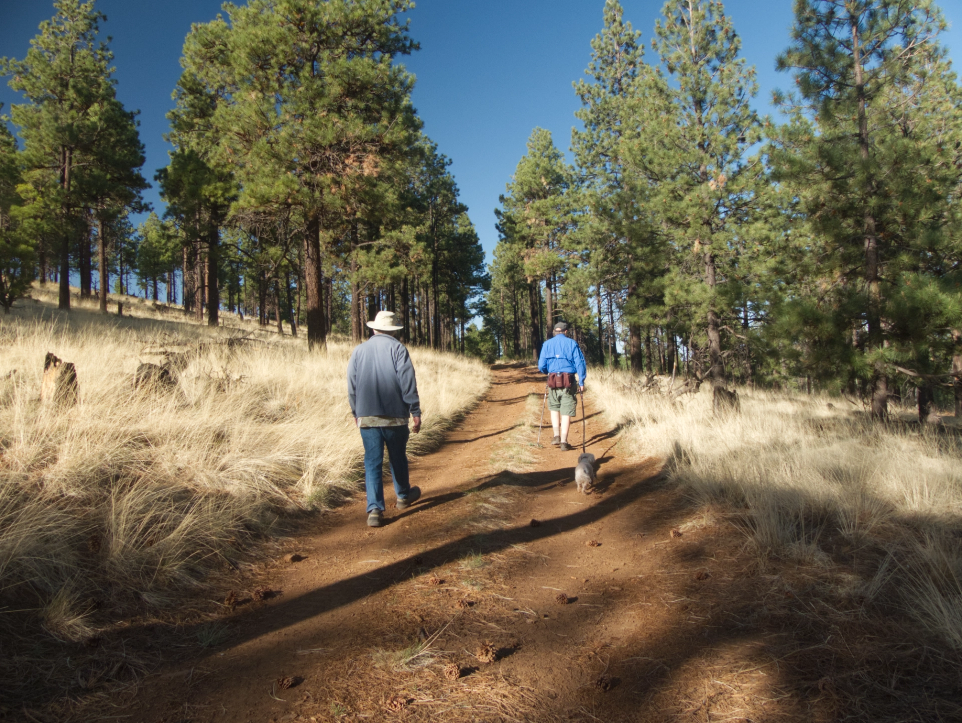 sunset hike through a ponderosa forest