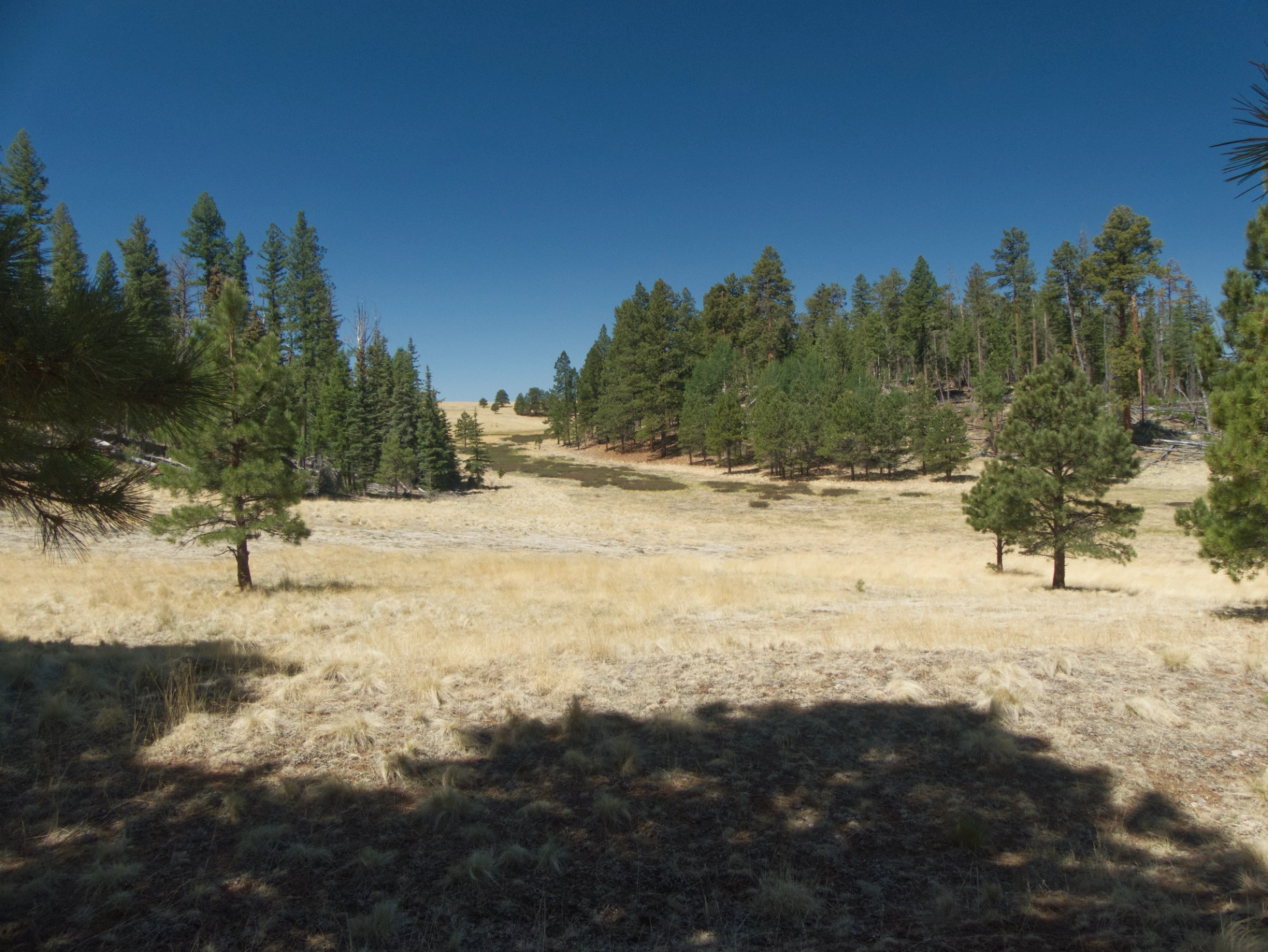 alpine meadow