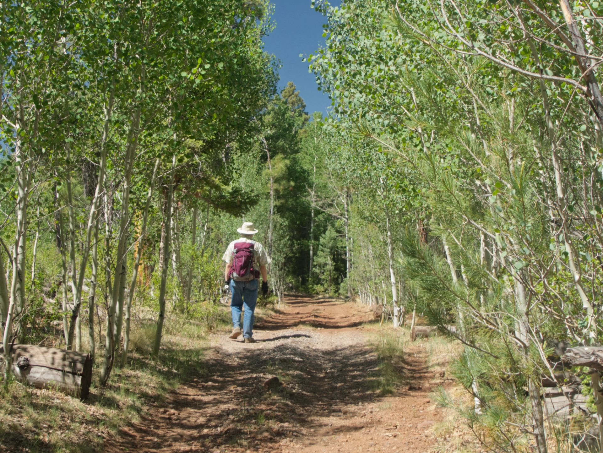 vigorous young aspens