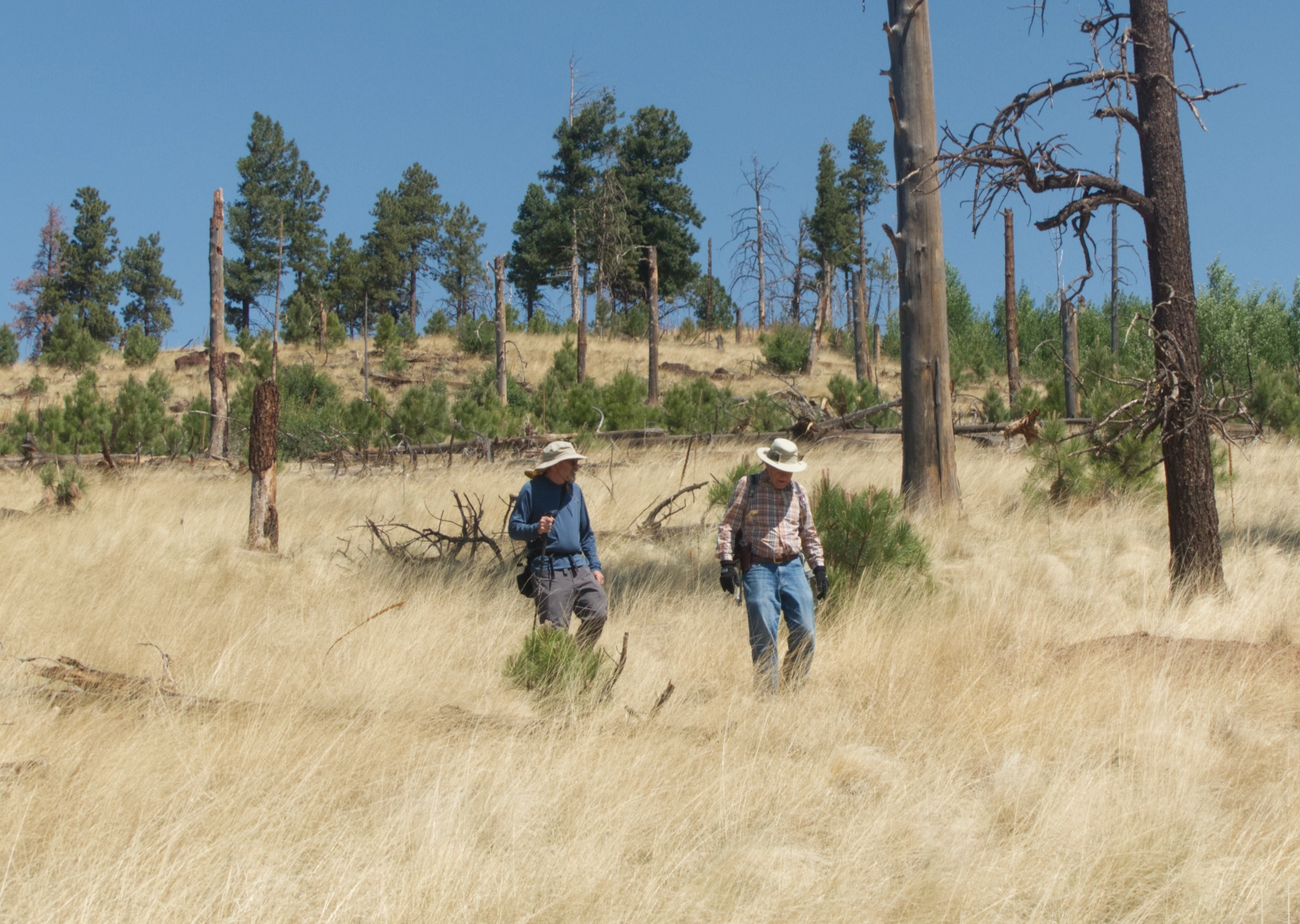 bushwhacking down a grassy slope