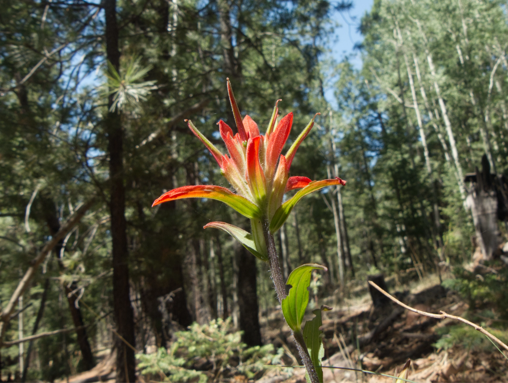 Indian paintbrush