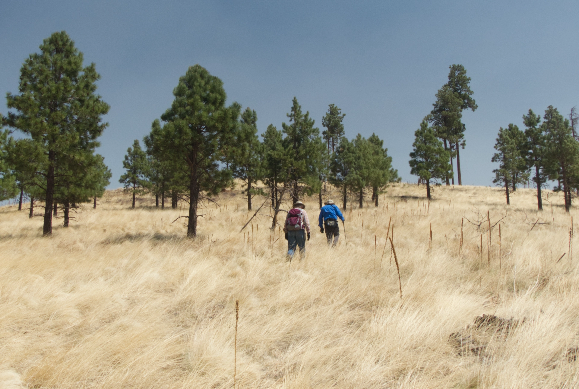 hiiking uphill through tall yellow grass