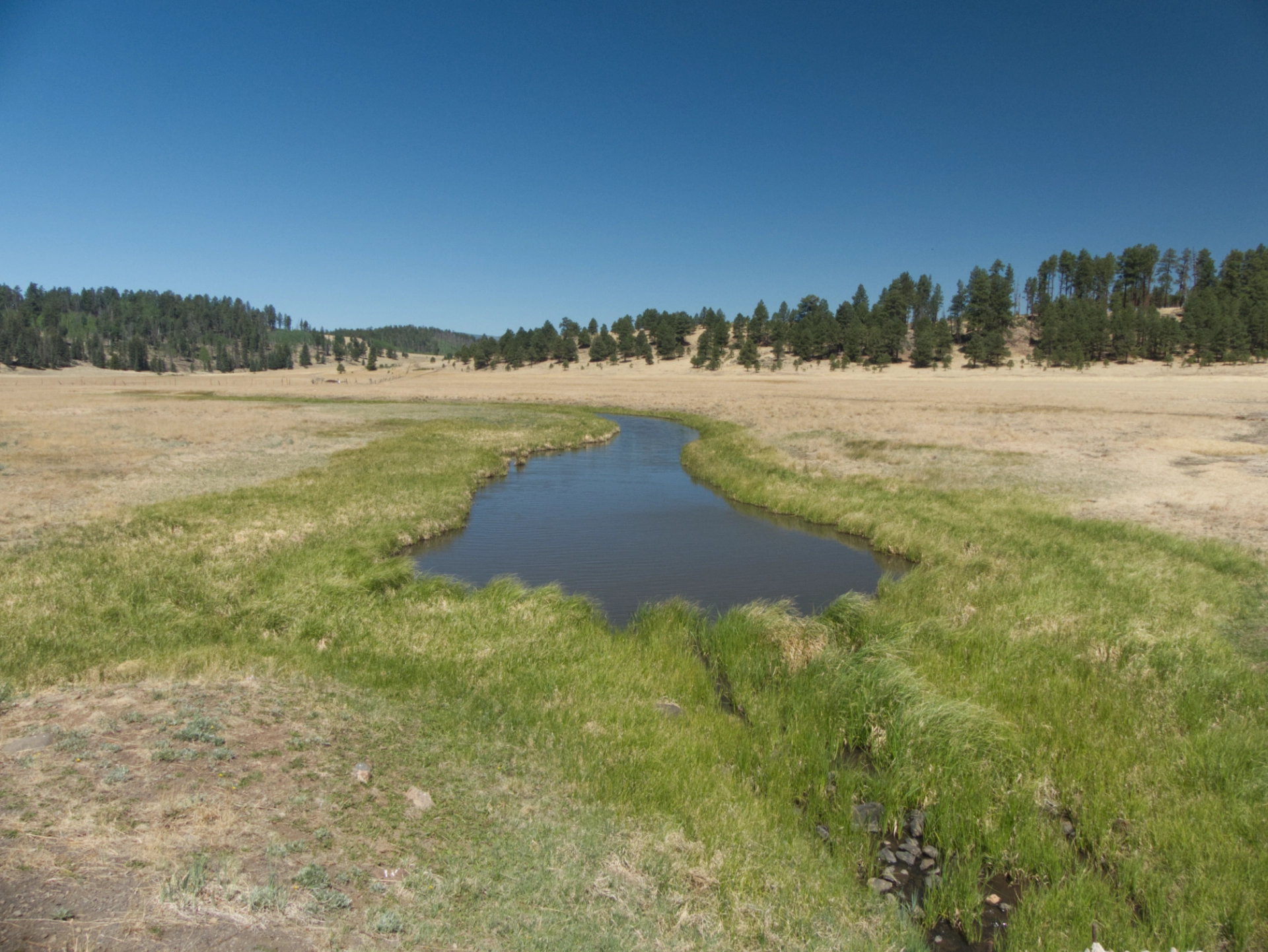 creek crossing an alpine meadow