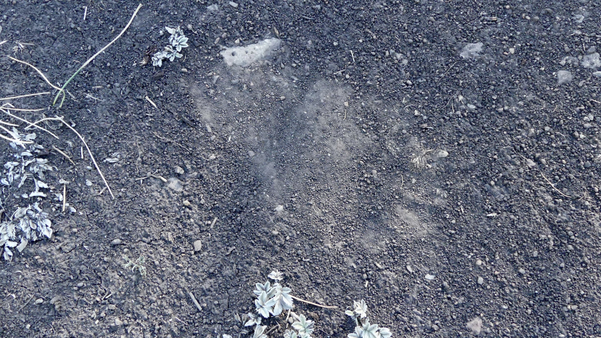 bear paw print