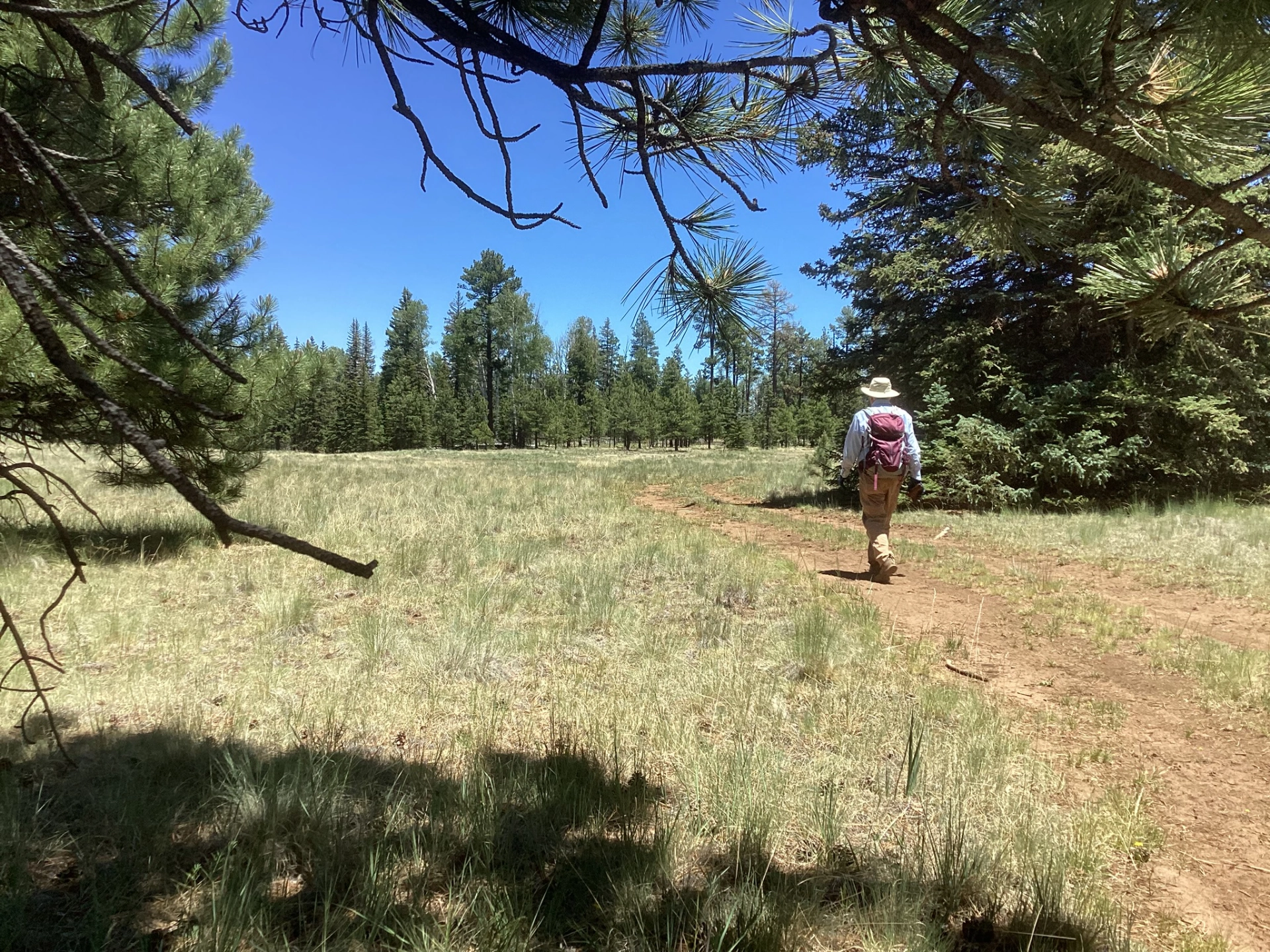 hiking across an alpine meadow