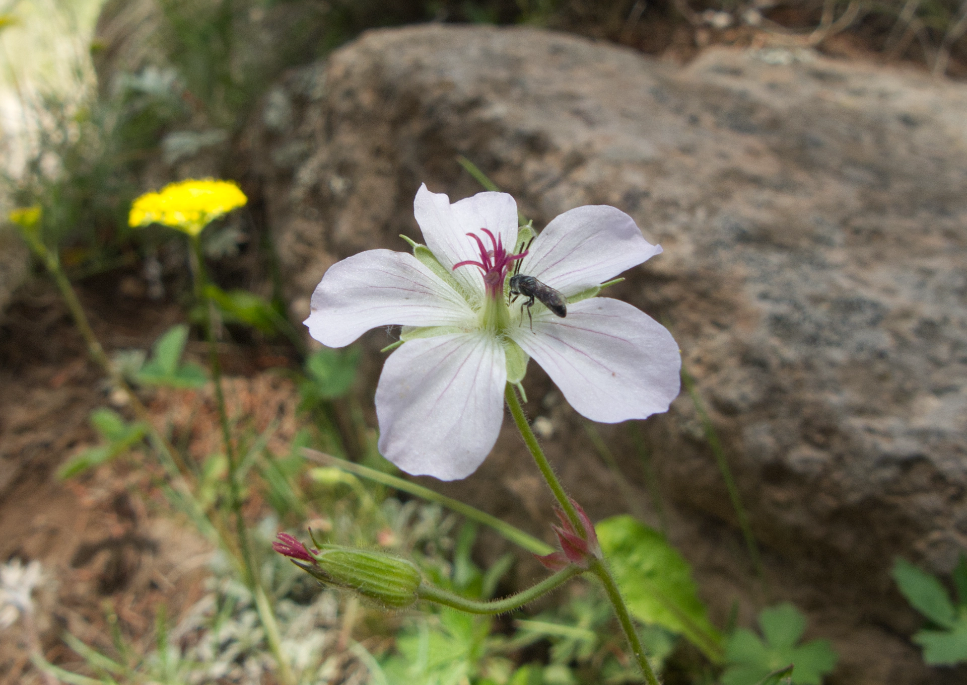 Thompson's geranium