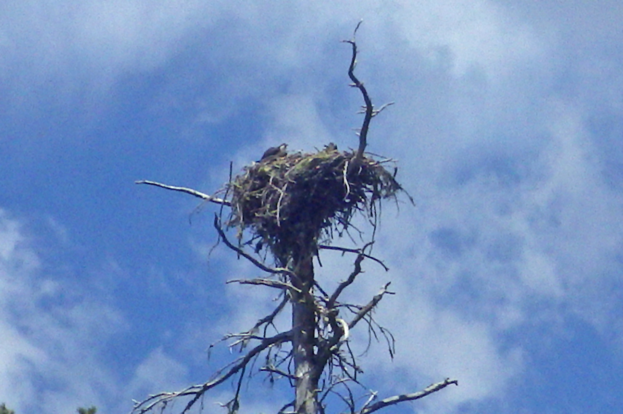 osprey nest