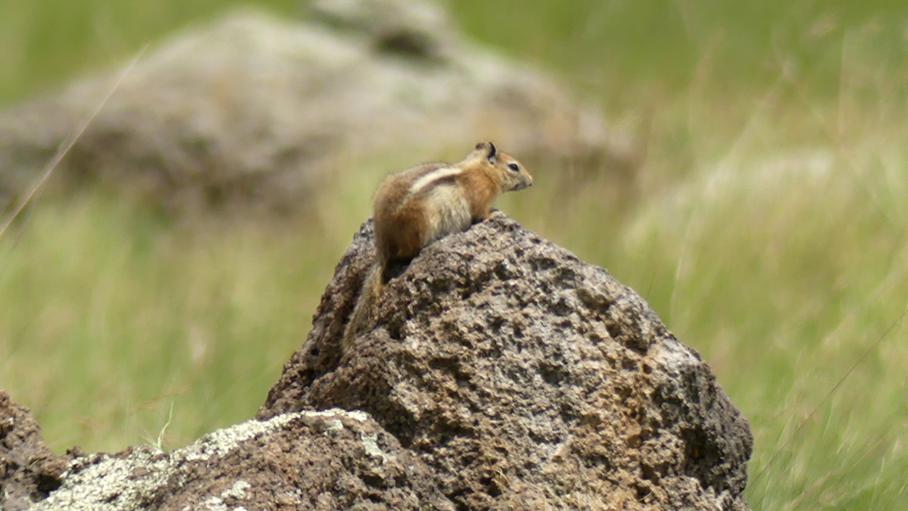 Ground Squirrel