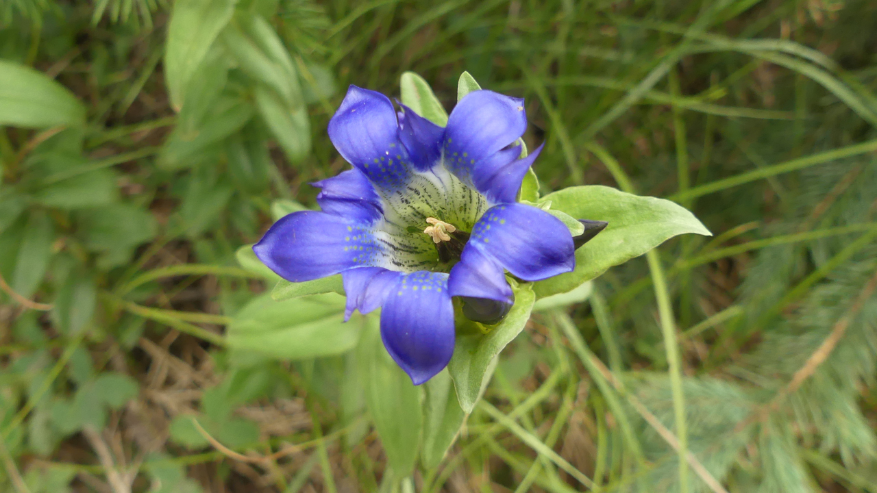 Parry's Gentian