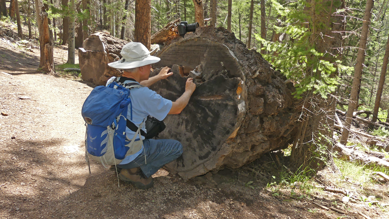 giant stump