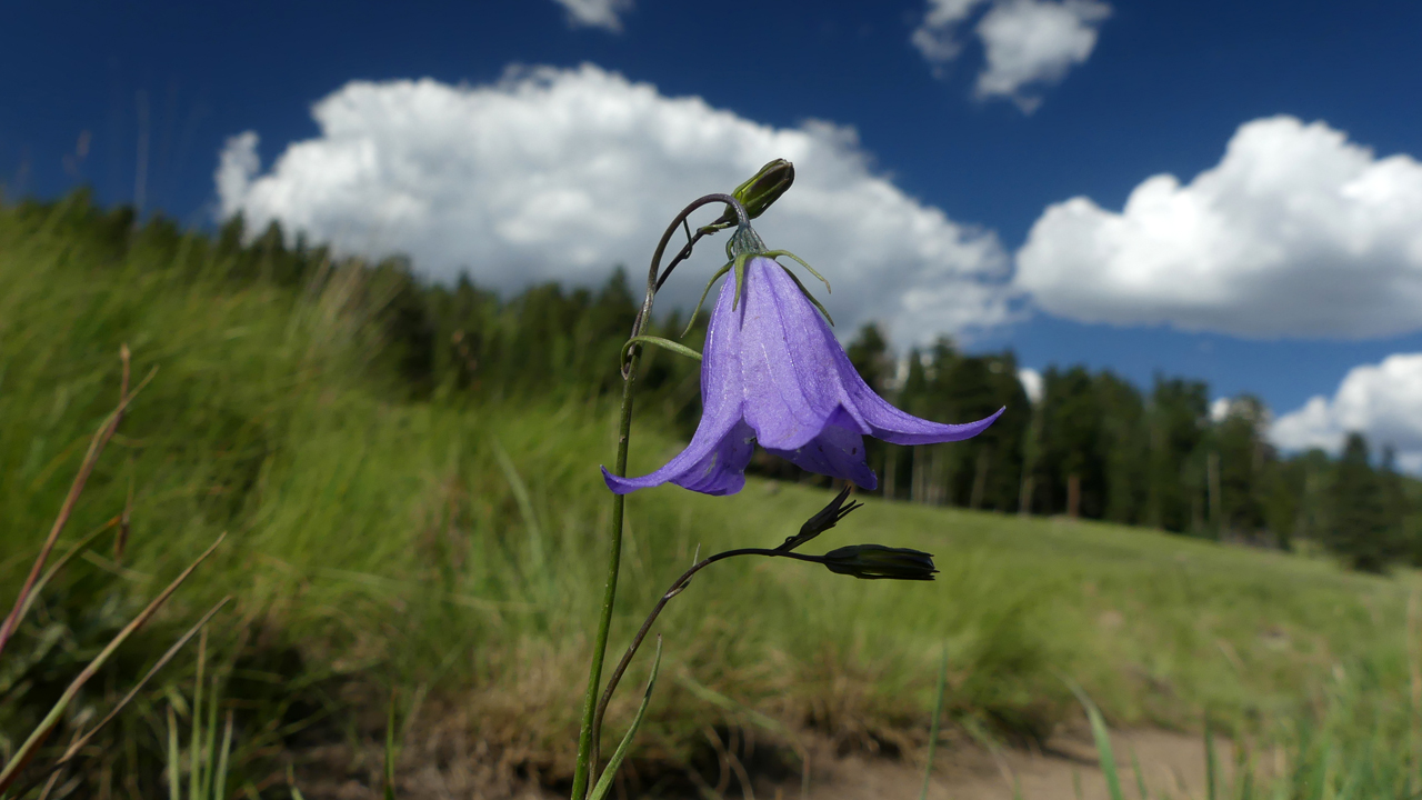 Harebells