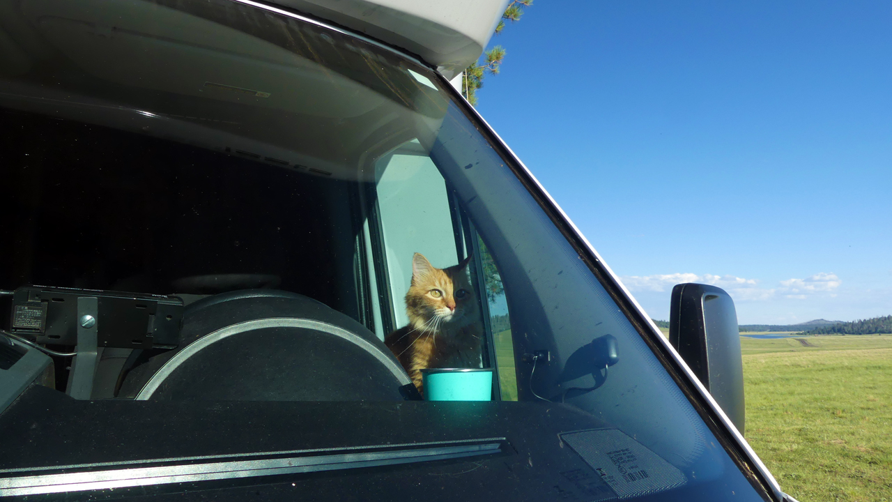 Cat on dash pillow