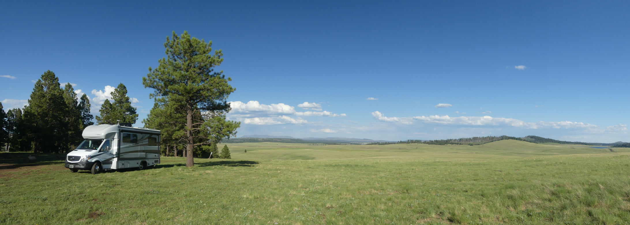 alpine meadow