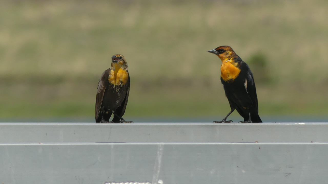 Yellow-Headed Blackbirds