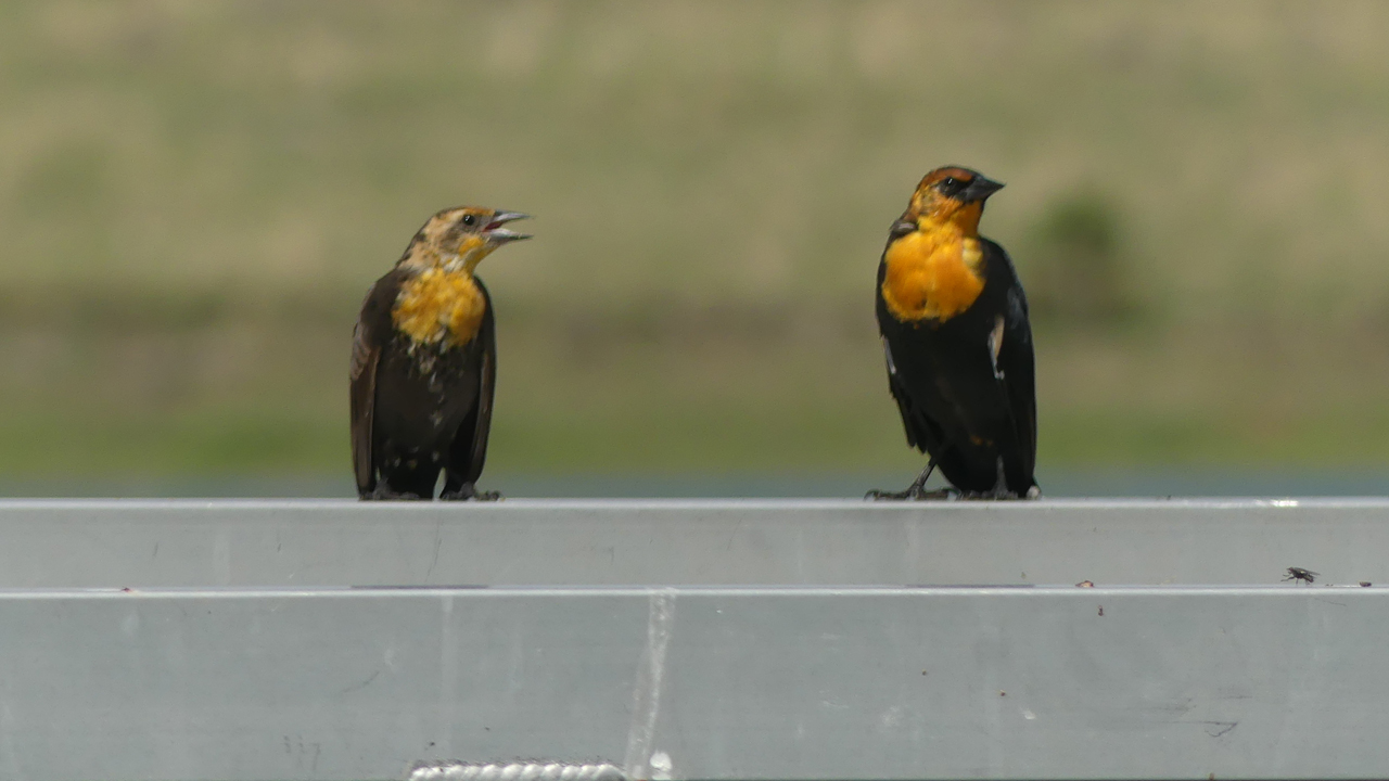 Mrs. Yellow-Headed Blackbird