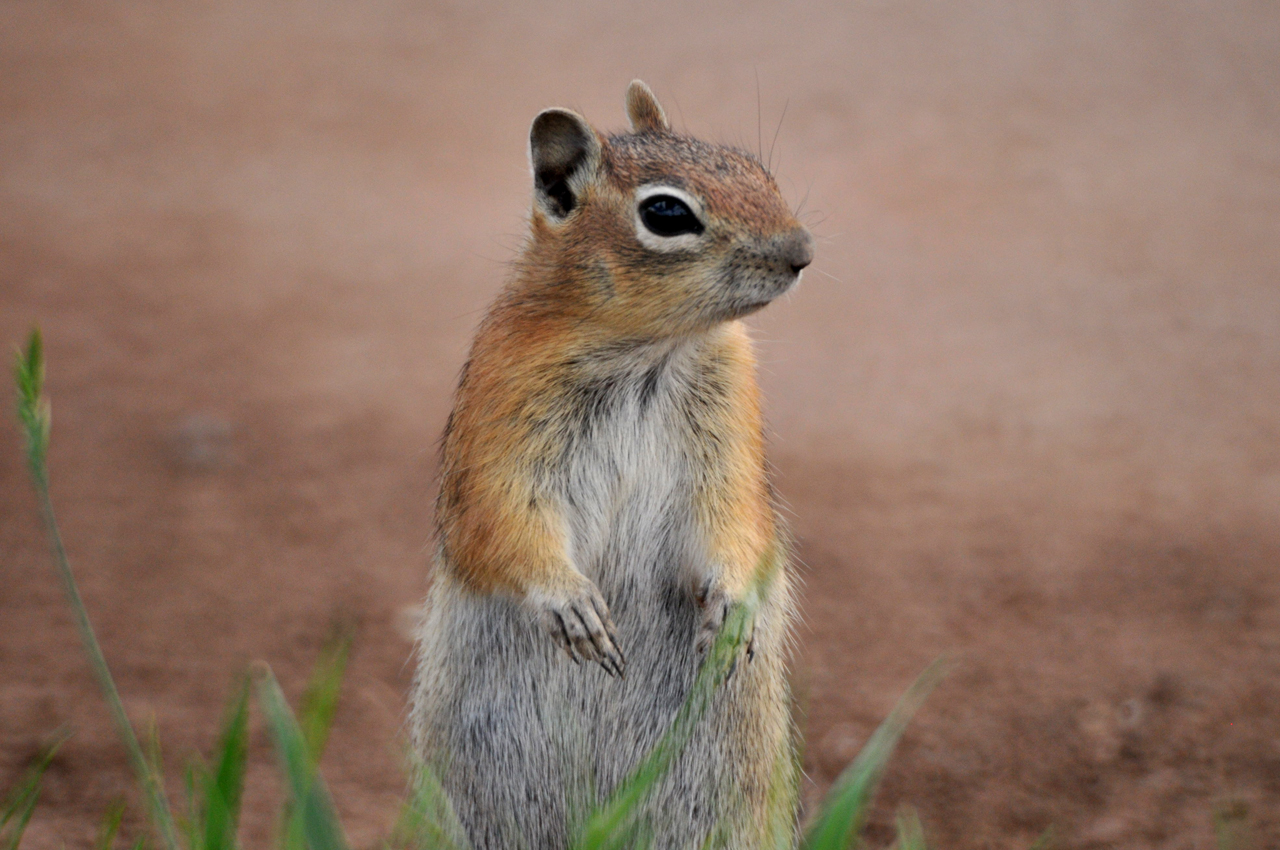 cute squirrel