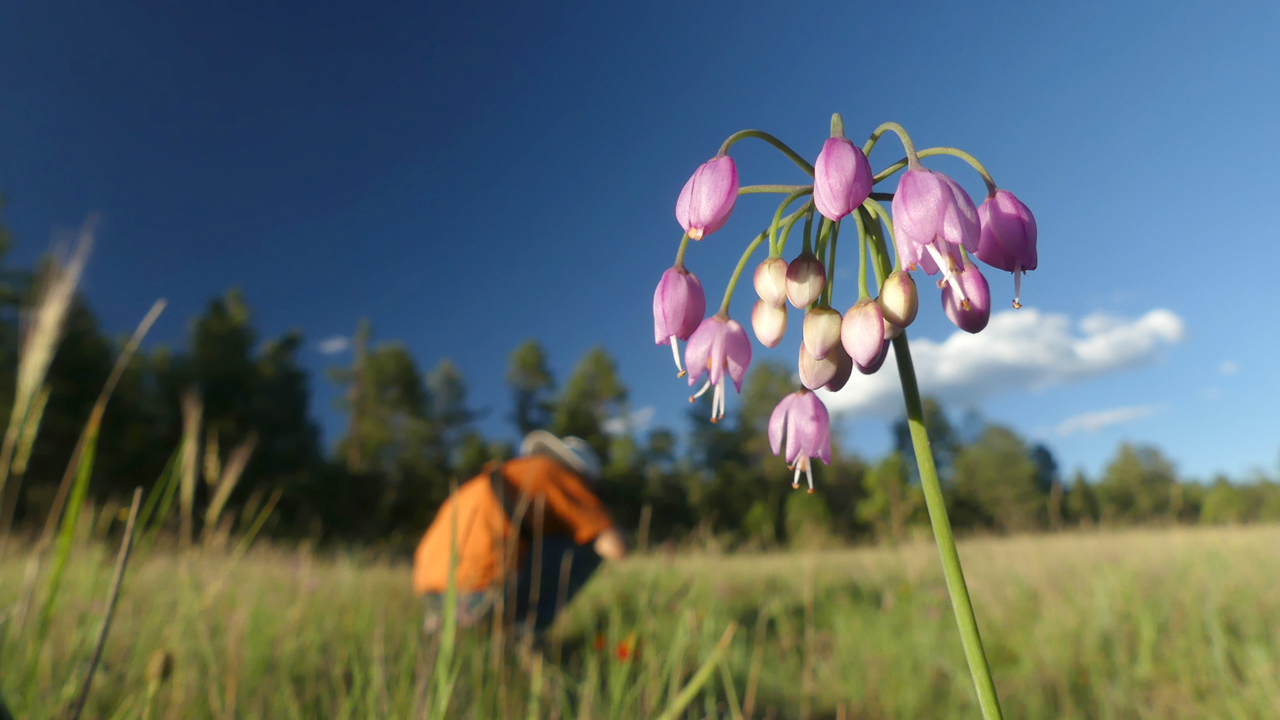 Nodding Onion